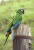 Blue winged Macaw 
