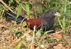Green billed Coucal