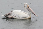 Spot billed Pelican