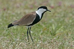  Spur Winged Plover 