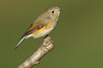 Red flanked Bluetail