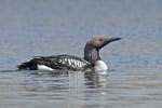 Black throated Diver