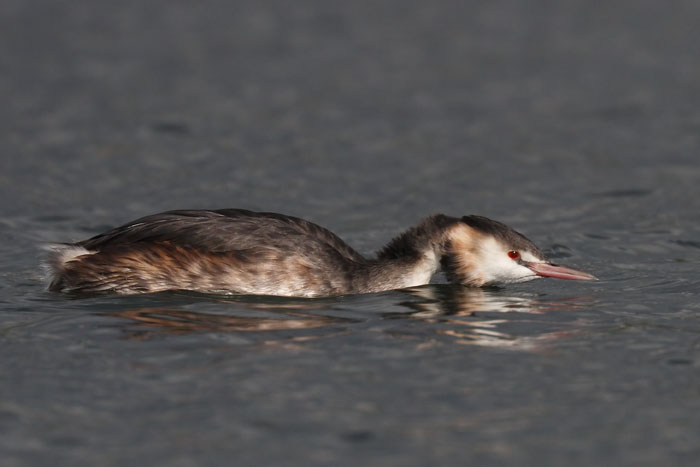 Great crested Grebe