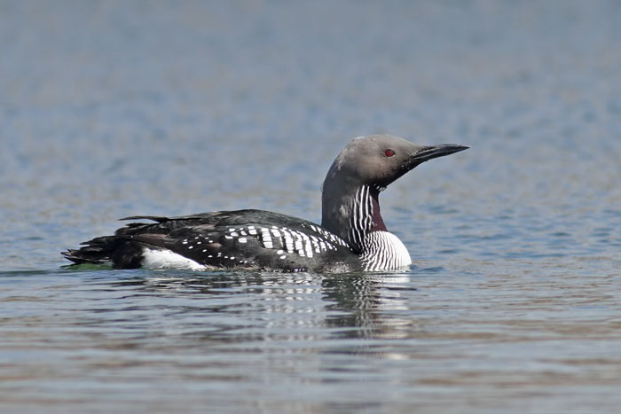 Black throated Diver 