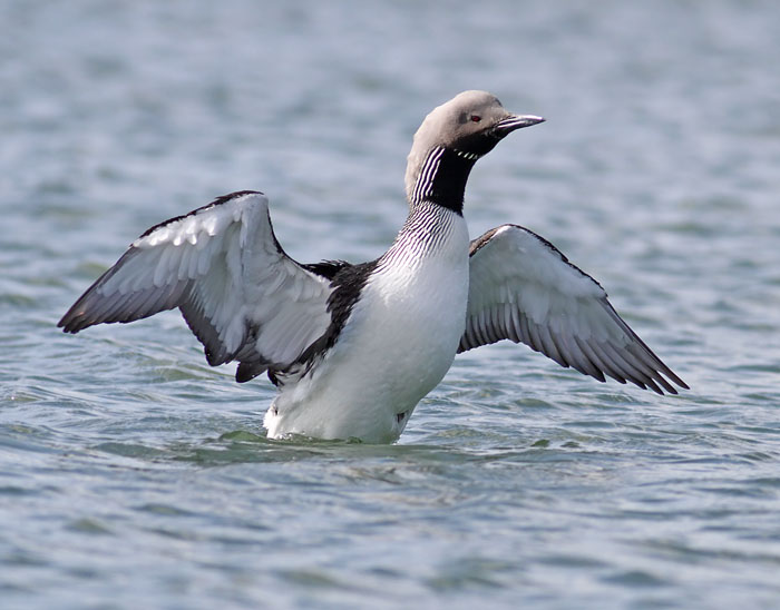 Black throated Diver 
