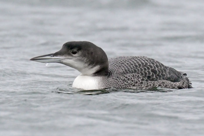 Great Northern Diver 