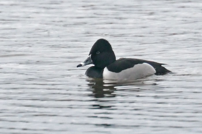 Ring necked Duck 