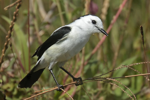 Pied Water Tyrant 