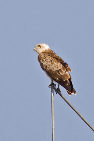Short-toed Eagle in the Castro Verde area