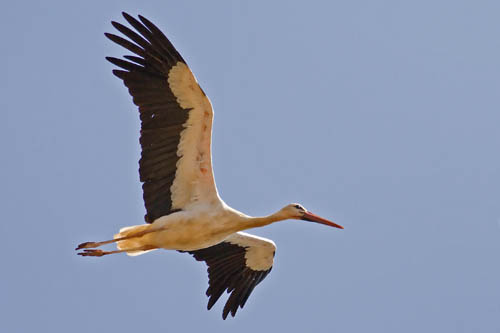 Click to enlarge. White Stork Silves Portugal