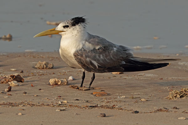 Crested Tern 