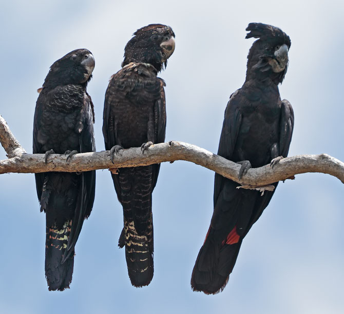 Red tailed Cockatoos