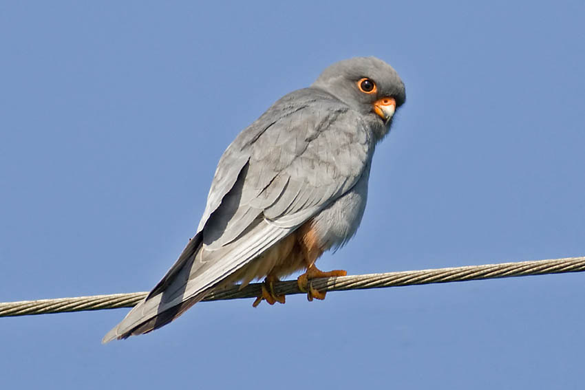 Red footed Falcon