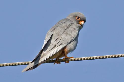 Red-footed Falcon, Mas d'Agon