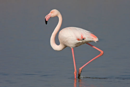 Flamingo, Cacharel, Camargue (click to enlarge)