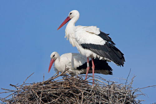 White Stork, Pioch Badet, Camargue (click to enlarge)