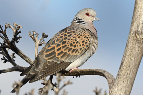 Turtle Dove (click to enlarge)