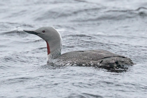 Red throated Diver