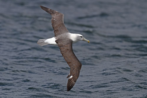 White Capped Albatross