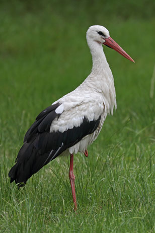 ad White Stork