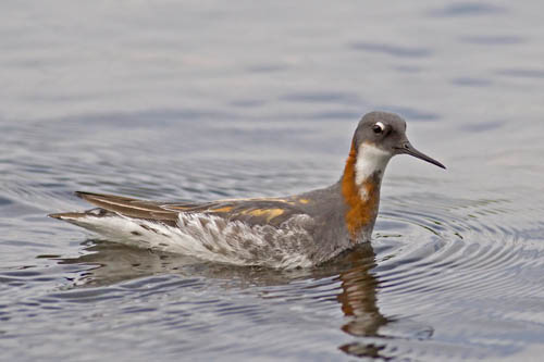 Red-necked Phalaropes at Storlien (click to enlarge)