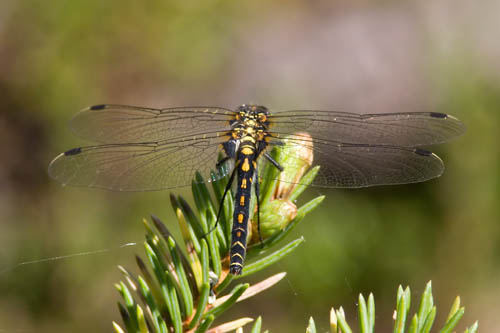 Northern white-faced Darter (female or immature)