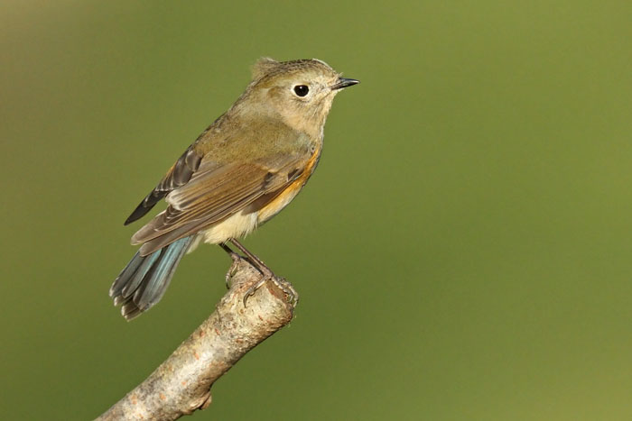 Red flanked Bluetail 