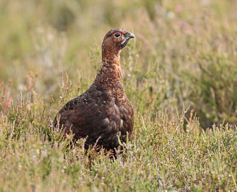 Red Grouse Lochindorb 