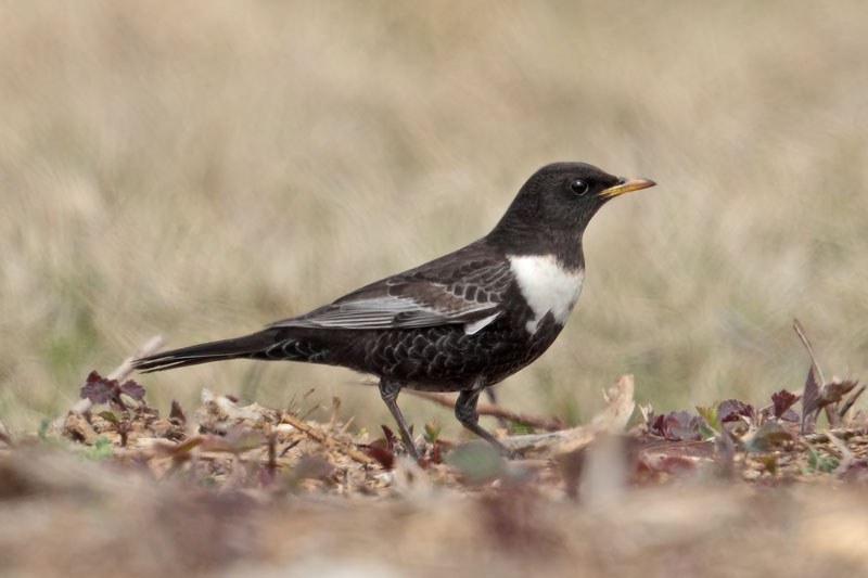 Ring Ouzel Cleeve Common