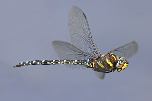 Common Hawker (click to enlarge)