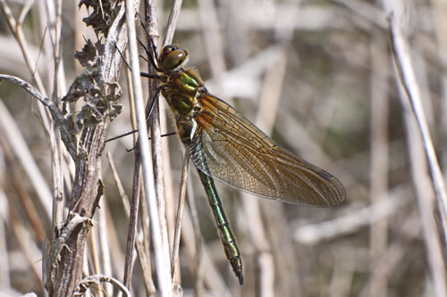 Downy Emerald (click to enlarge)