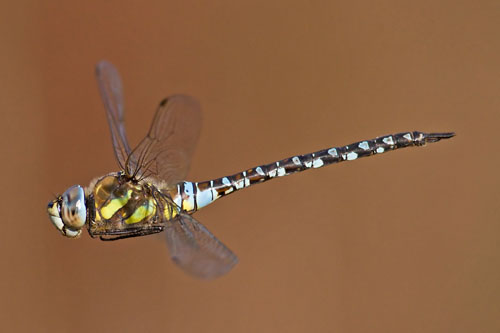 Migrant Hawker (click to enlarge)