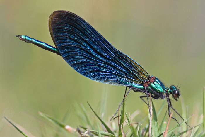 Beautiful Demoiselle (click to enlarge)