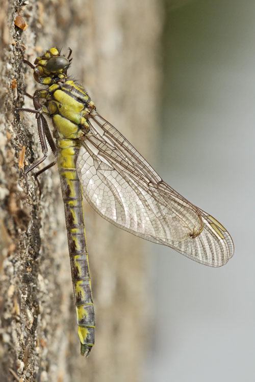 Club tailed Dragonfly