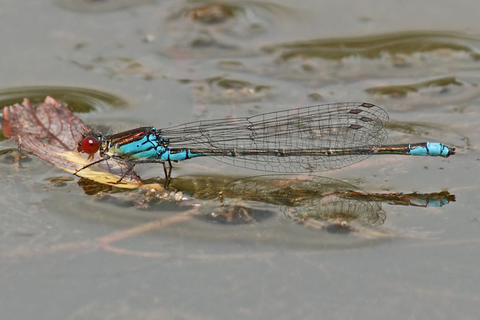 Small Red eyed Damselfly