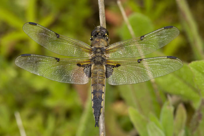 Four spotted Chaser, Oxon