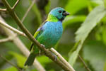 Green headed Tanager 