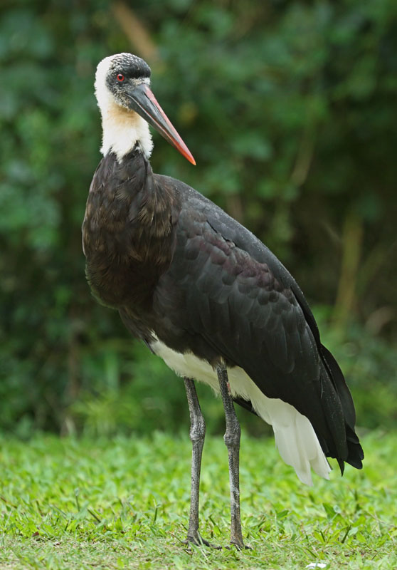 Woolly necked Stork