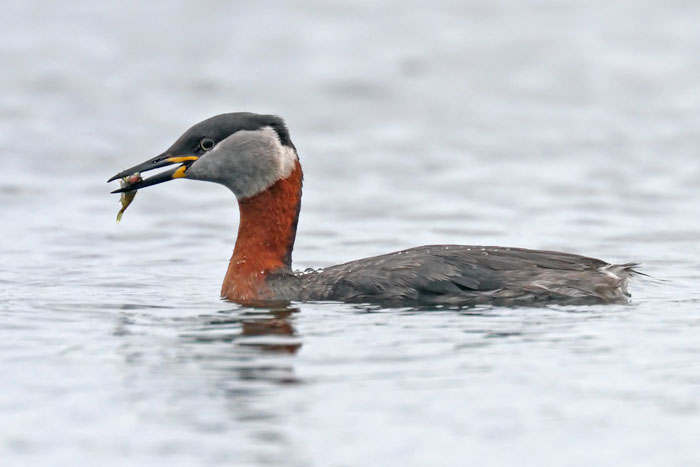 Red necked Grebe