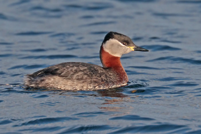 Red necked Grebe