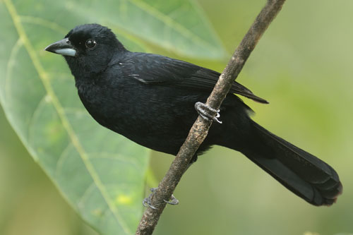 White lined Tanager
