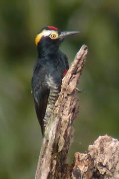 Yellow Tufted Woodpecker
