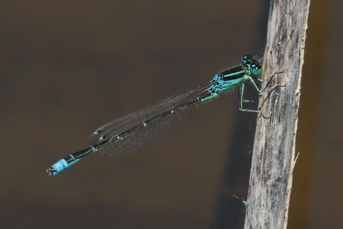 Scarce Blue tailed Damselfly Strimon Marshes 