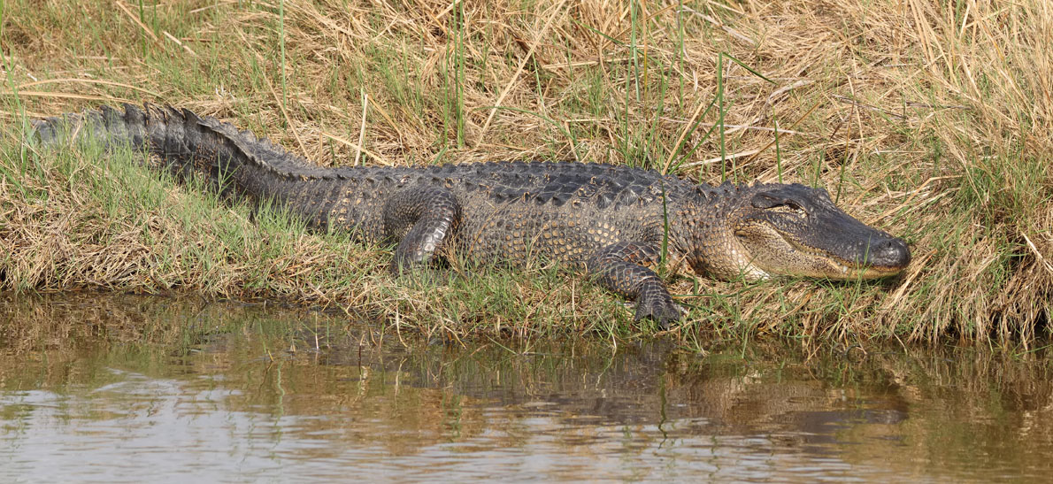 Alligator San Bernard NWR
