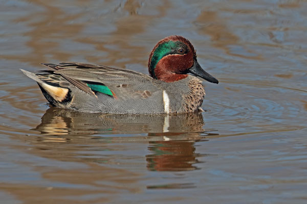 Green winged Teal 