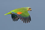 Orange Winged Parrot