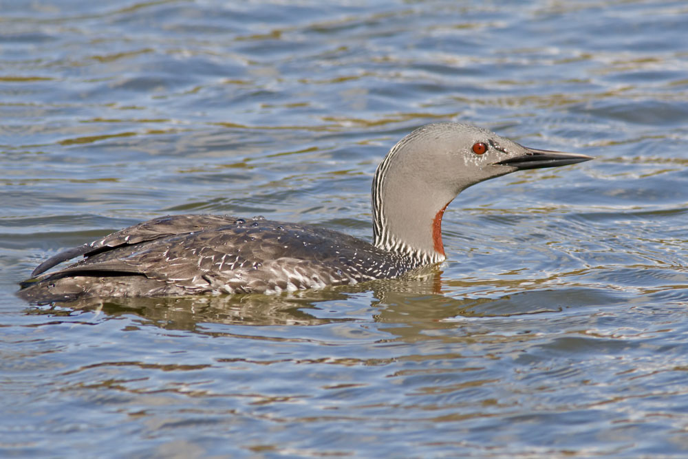 Red throated Diver, Coate Water, Wiltshire, UK
